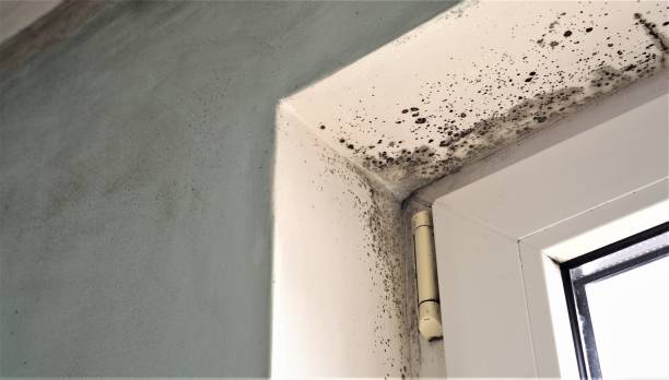 Best Air Quality Testing for Mold Spores  in Verandah, FL