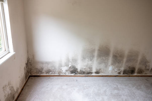 Professional Mold Removal in Verandah, FL