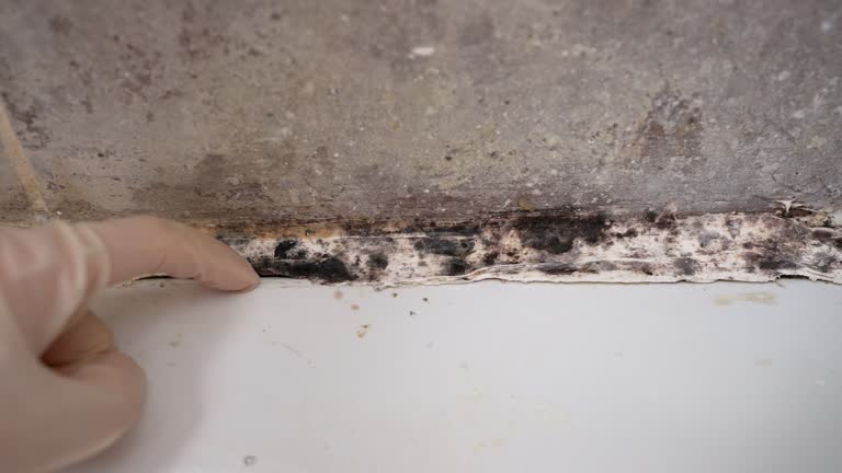 Best Emergency Mold Remediation  in Verandah, FL