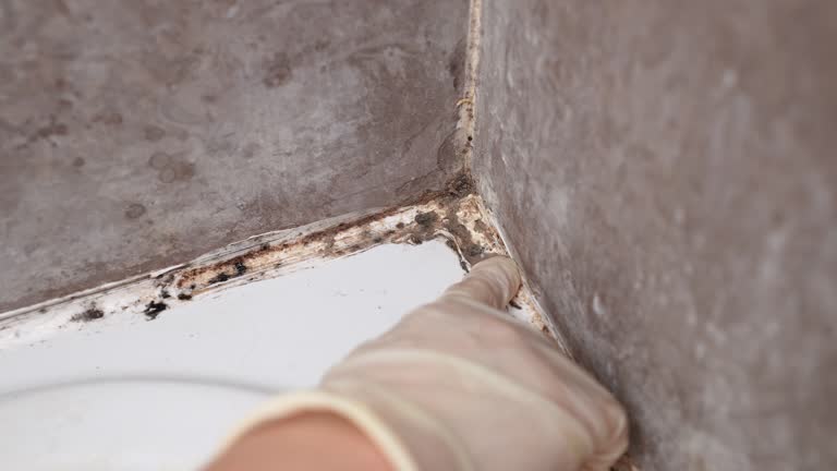 Best Industrial Mold Remediation  in Verandah, FL